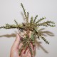 Euphorbia lenewtonii