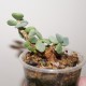 Ceraria pygmaea