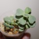 Ceraria pygmaea