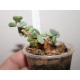 Ceraria pygmaea