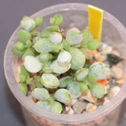 Cotyledon pendens