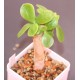 Cotyledon orbiculata AR1221