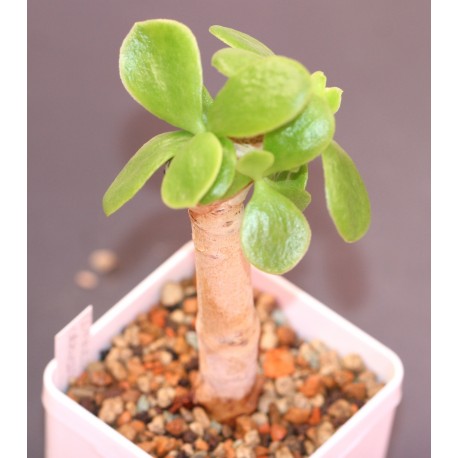 Cotyledon orbiculata AR1221