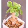 Котиледон Cotyledon orbiculata AR1221