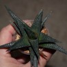 Хавортия Haworthia limifolia Black - детка
