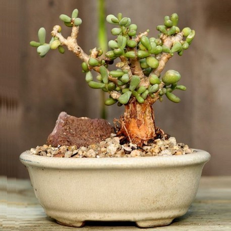 Ceraria pygmaea