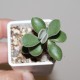 Crassula rogersii