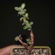 Crassula rogersii