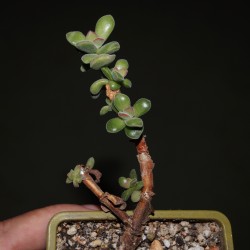 Crassula rogersii