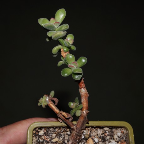 Crassula rogersii