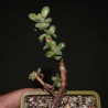 Крассула Crassula rogersii