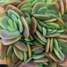 Каланхоэ Kalanchoe rotundifolia