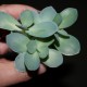 Kalanchoe rotundifolia
