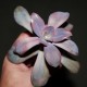 Graptoveria Fred Ives