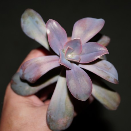 Graptoveria Fred Ives