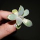Graptoveria Fred Ives