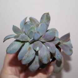 Graptoveria Fred Ives cristata