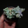 Эхеверия (Graptoveria) культивар Fred Ives cristata