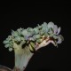 Graptoveria Fred Ives cristata