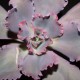 Echeveria shaviana