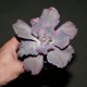Echeveria shaviana