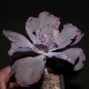 Echeveria shaviana