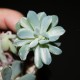 Echeveria (Pachyveria) albocarinata variegata 