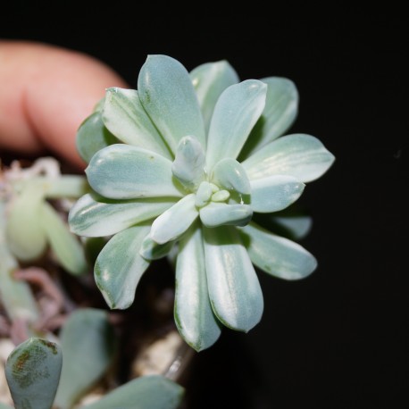 Echeveria (Pachyveria) albocarinata variegata 