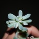 Echeveria (Pachyveria) albocarinata variegata 