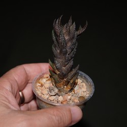Haworthia coarctata