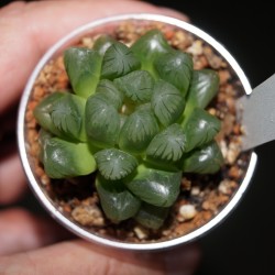 Haworthia obtusa