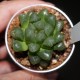 Haworthia obtusa