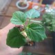 Matelea cyclophylla