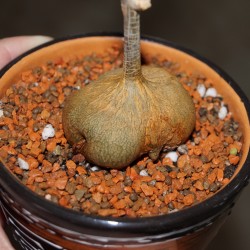 Gerrardanthus  lobatus - Геррардантус