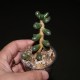 Sedum hernandezii