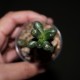 Sedum hernandezii