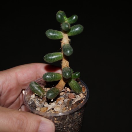 Sedum hernandezii