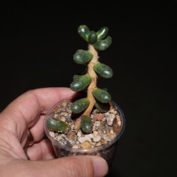 Sedum hernandezii