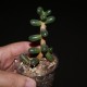 Sedum hernandezii