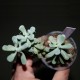 Sedum allantoides