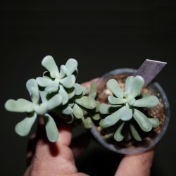 Sedum allantoides