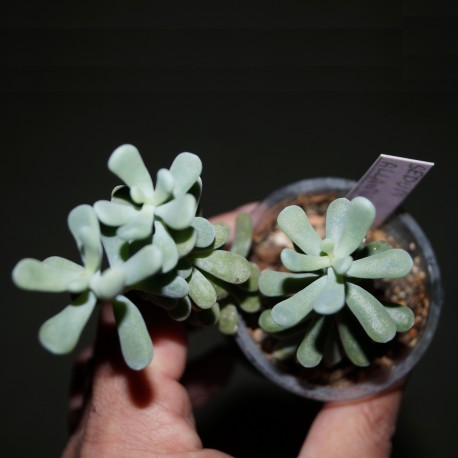 Sedum allantoides