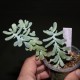 Sedum allantoides
