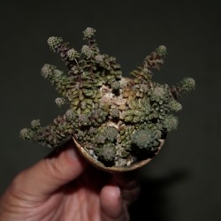 Monanthes muralis