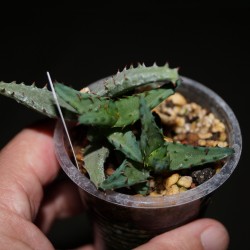 Aloe castilloniae
