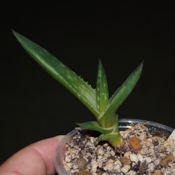 Алоэ Aloe saponaria