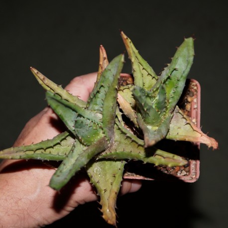 Алоэ Aloe aculeata