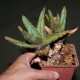 Алоэ Aloe aculeata