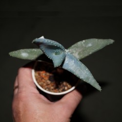 Aloe peglerae