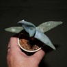 Алоэ Aloe peglerae